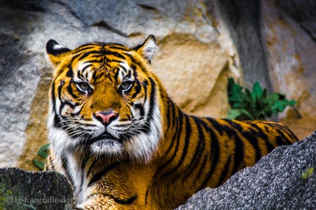 closeup tiger - wildlife picture