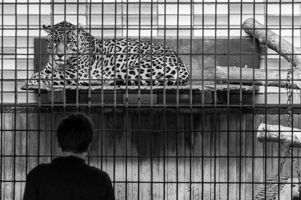 animals in the zoo: leopard in cage