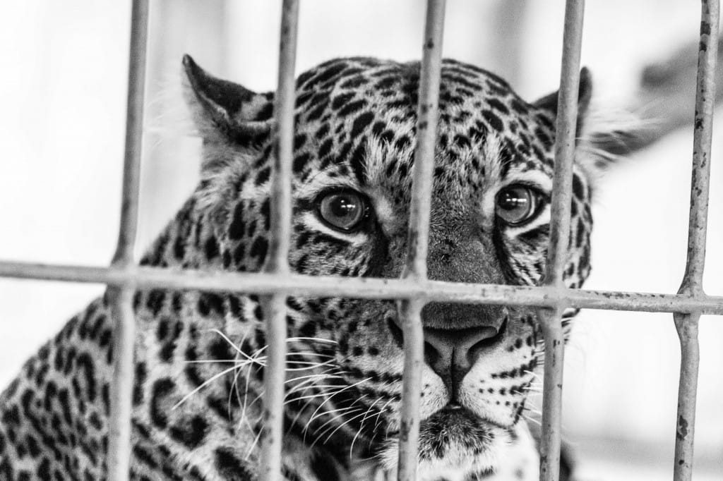 leopard in zoo - scared eyes