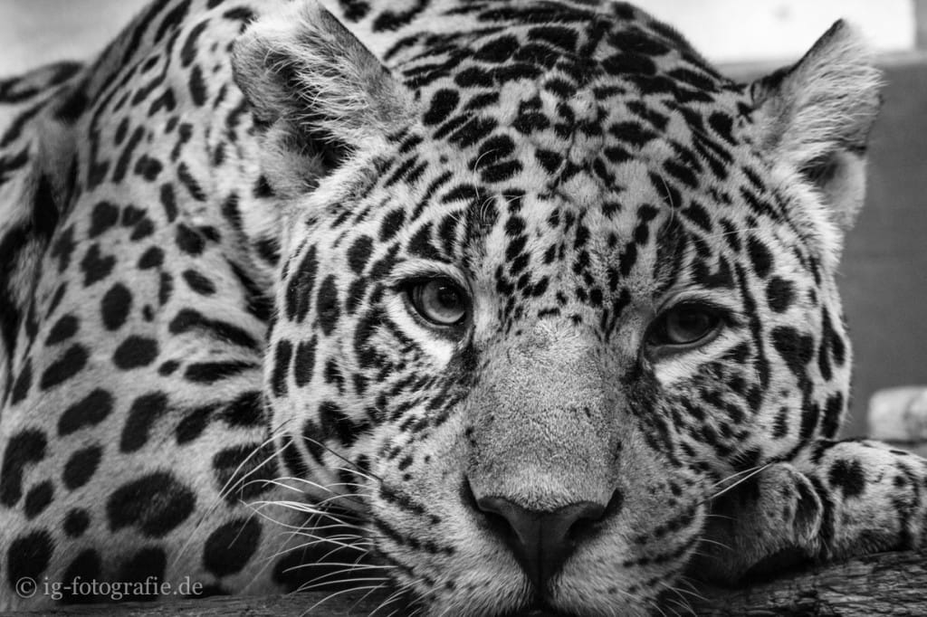 zoo berlin: sad eyes of a leopard