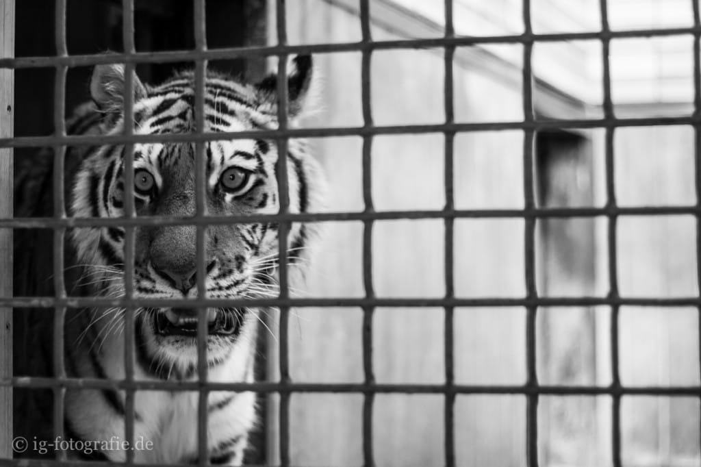 zoo: tiger behind bars
