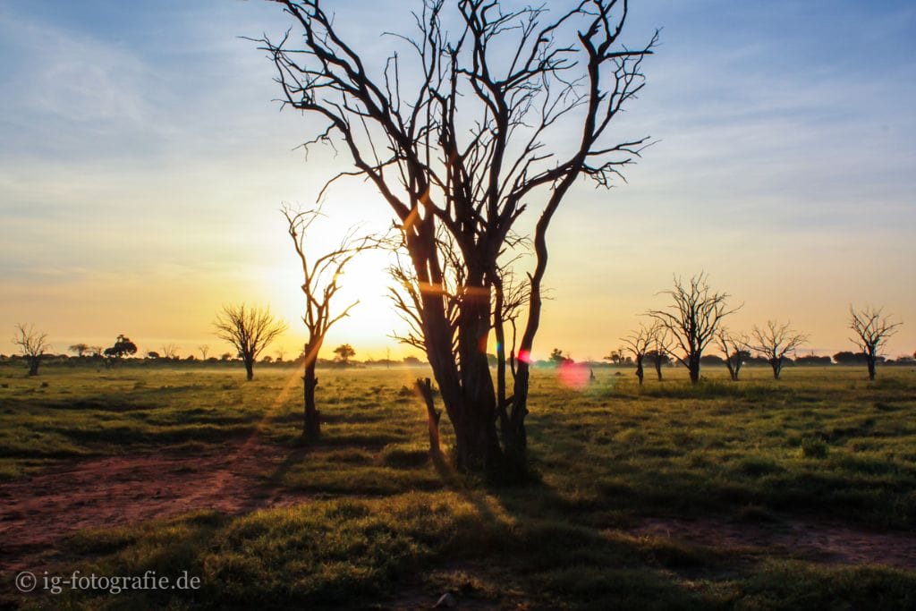Fotosafari - Kenia - Afrika: Sonnenaufgang