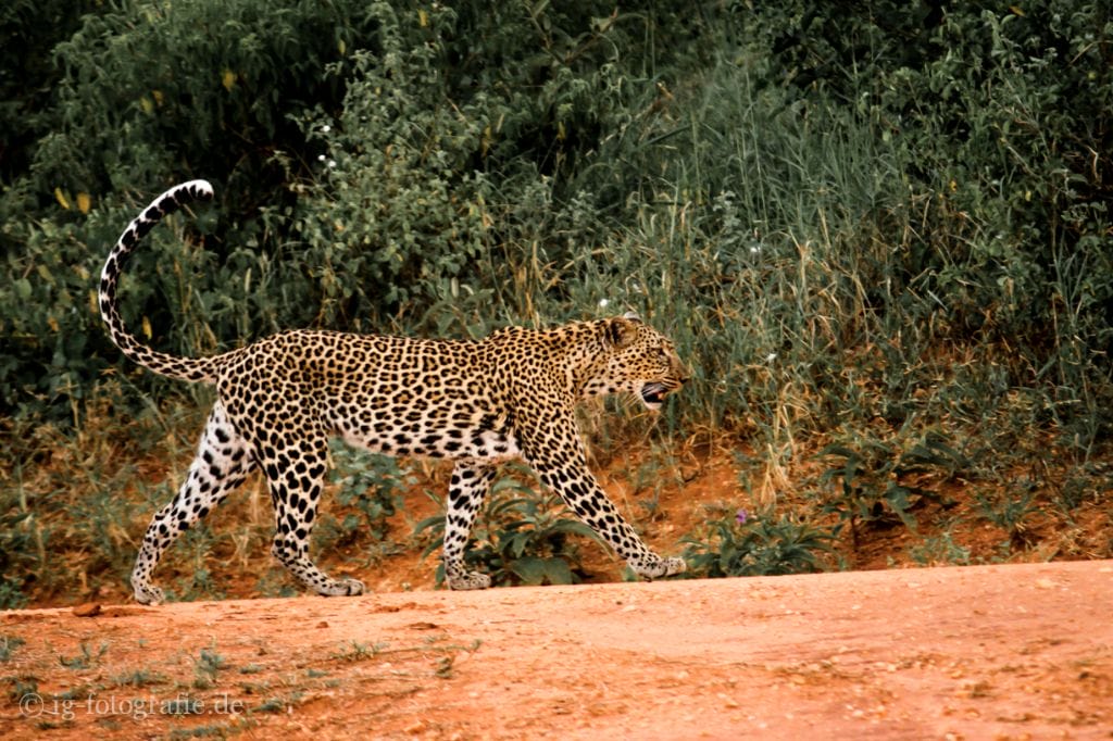 Fotosafari - Kenia - Afrika: Leopard