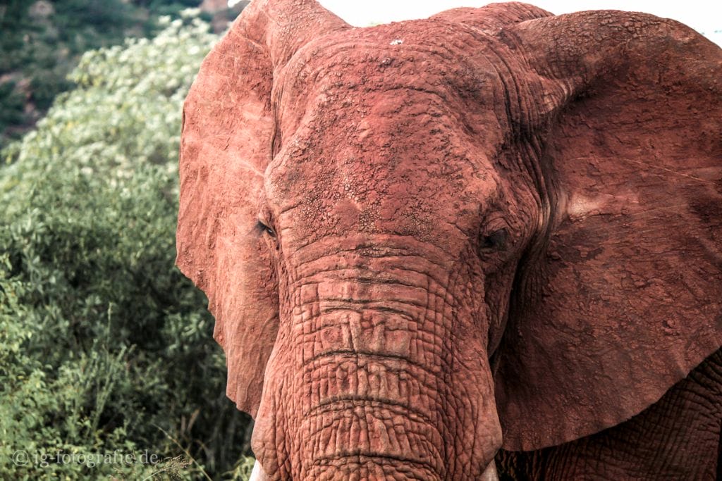 Fotosafari in Kenia - Afrika: Fotosafari - Kenia - Afrika: Red Elephant