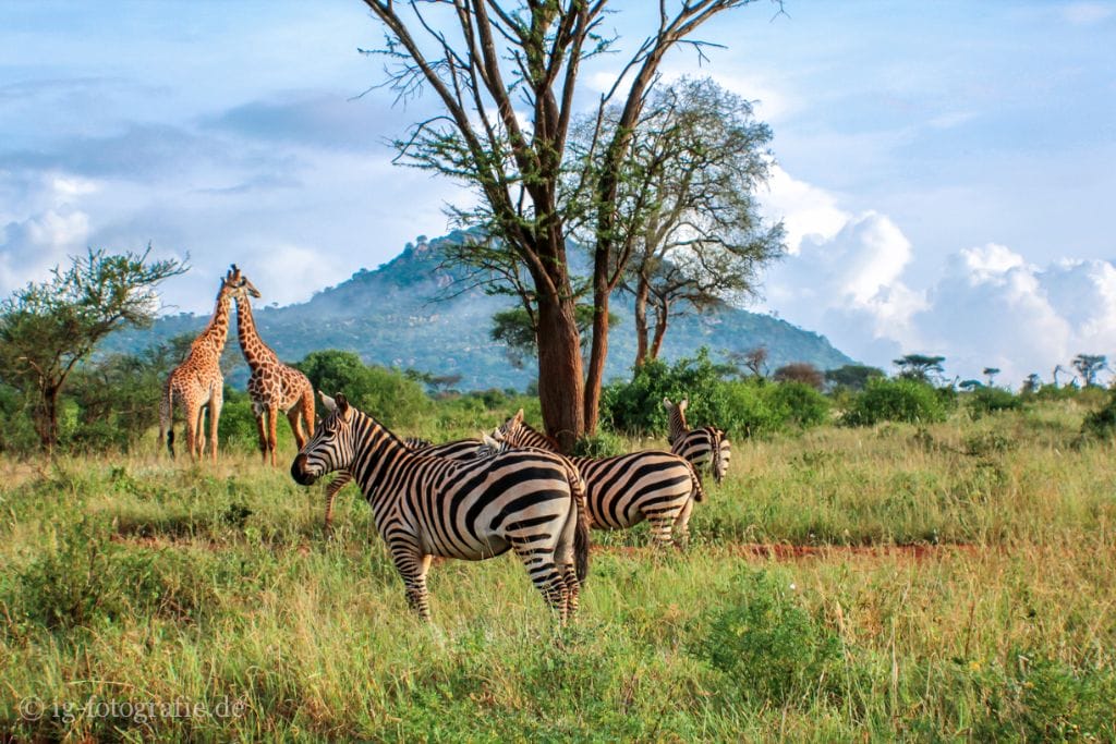 Fotosafari - Kenia - Afrika: Zebras und Giraffen