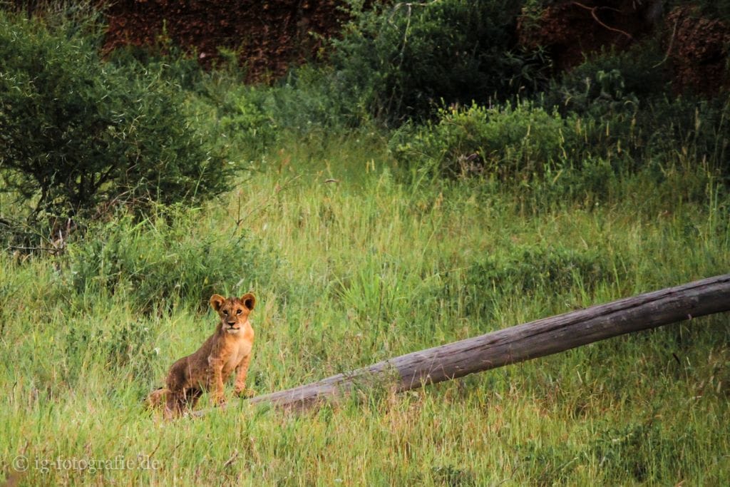 Fotosafari in Kenia: Löwen auf Entdeckungstour
