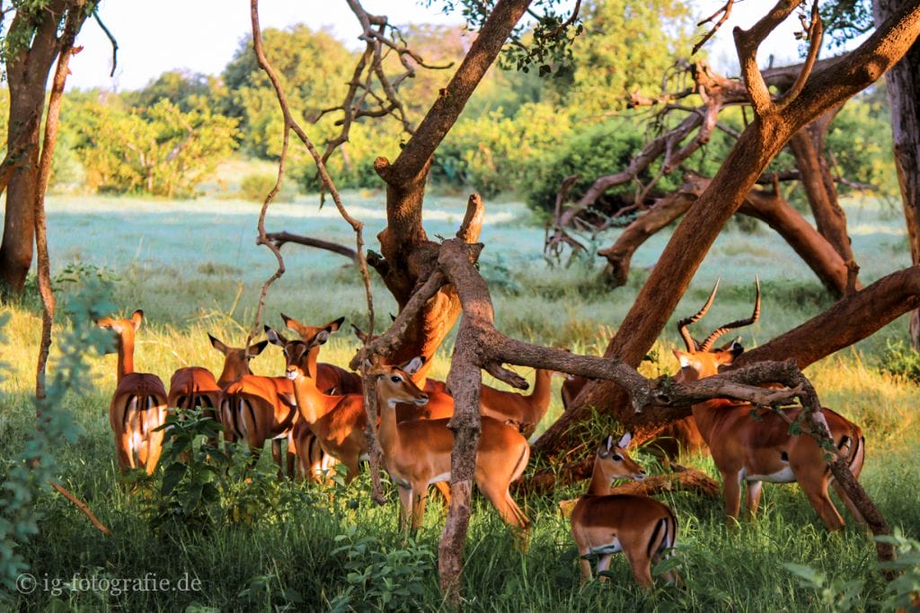 Fotosafari kenia Afrika: Antilopen zum Sonnenaufgang