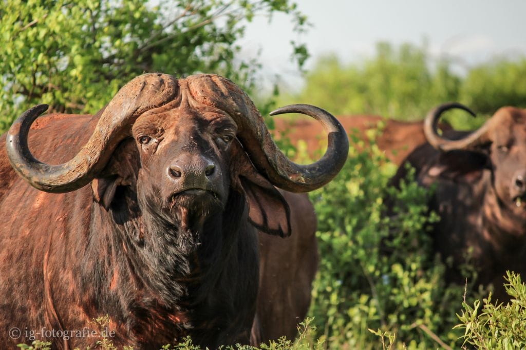 Afrikanischer Büffel - Fotosafari - Kenia - Afrika