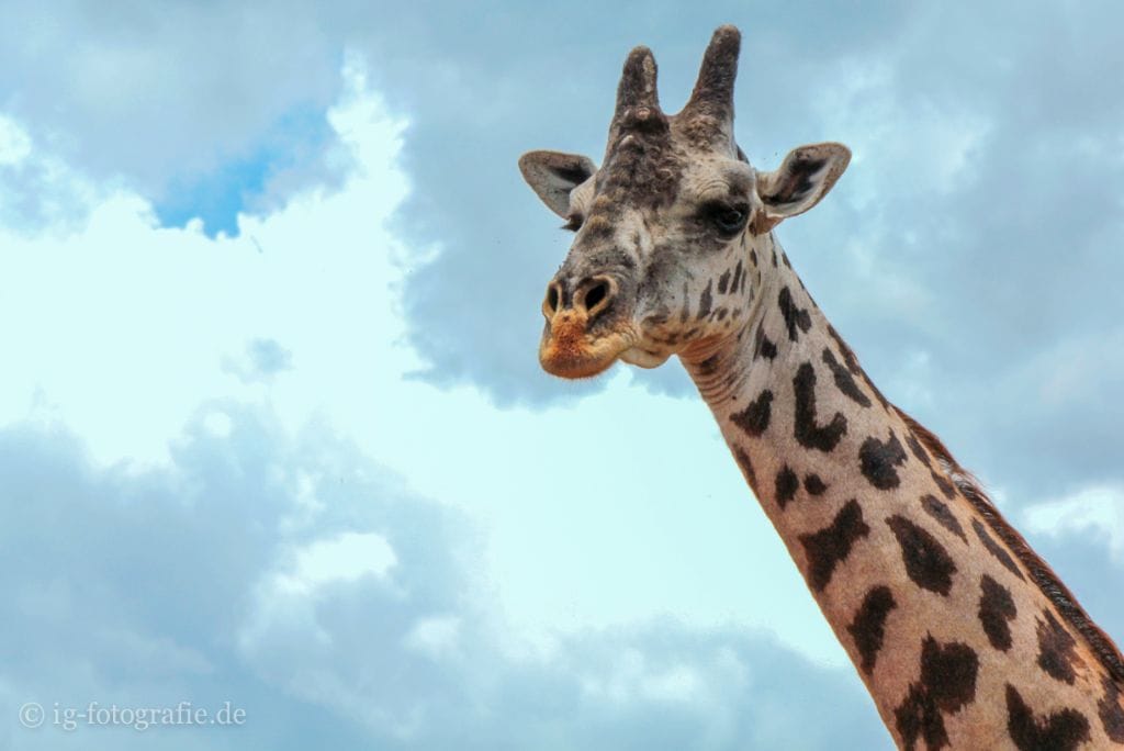 Fotosafari in Kenia - Afrika: Giraffe