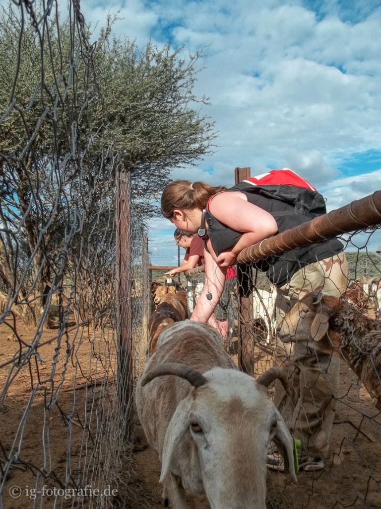 Wildlife-Volunteering-Namibia-17