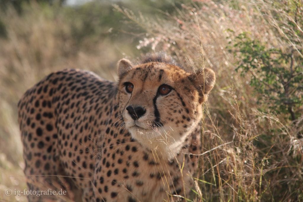 Wildlife-Volunteering-Namibia-44