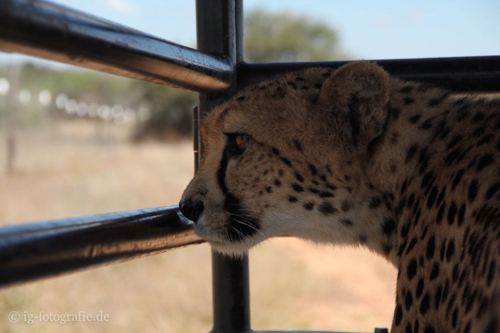 Wildlife-Volunteering-Namibia-48