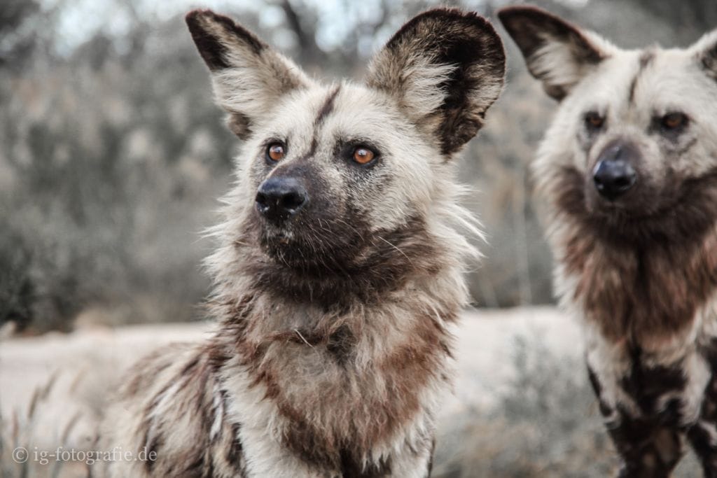 Wildlife-Volunteering-Namibia- Afrikanischer Wildhund