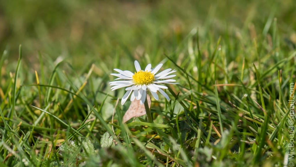 Gänseblümchen