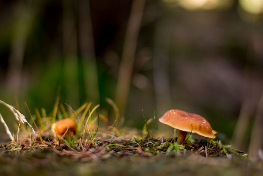 Pilze sind ein großartiges Foto-Motiv im Herbst - achte auf die Perspektive!