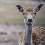 Wildlife