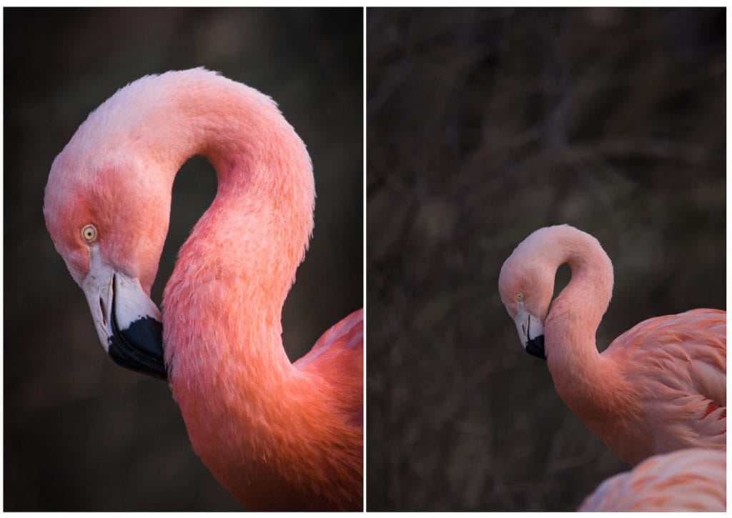 Tipps zur Bildbearbeitung: Flamingo-Nahaufnahme