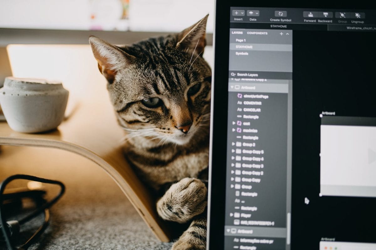 cute cat near open laptop