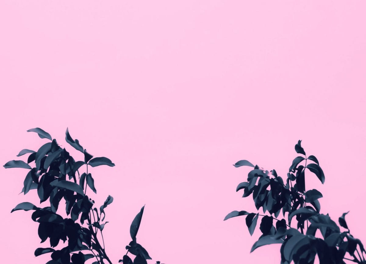 dark green leaves with pink background