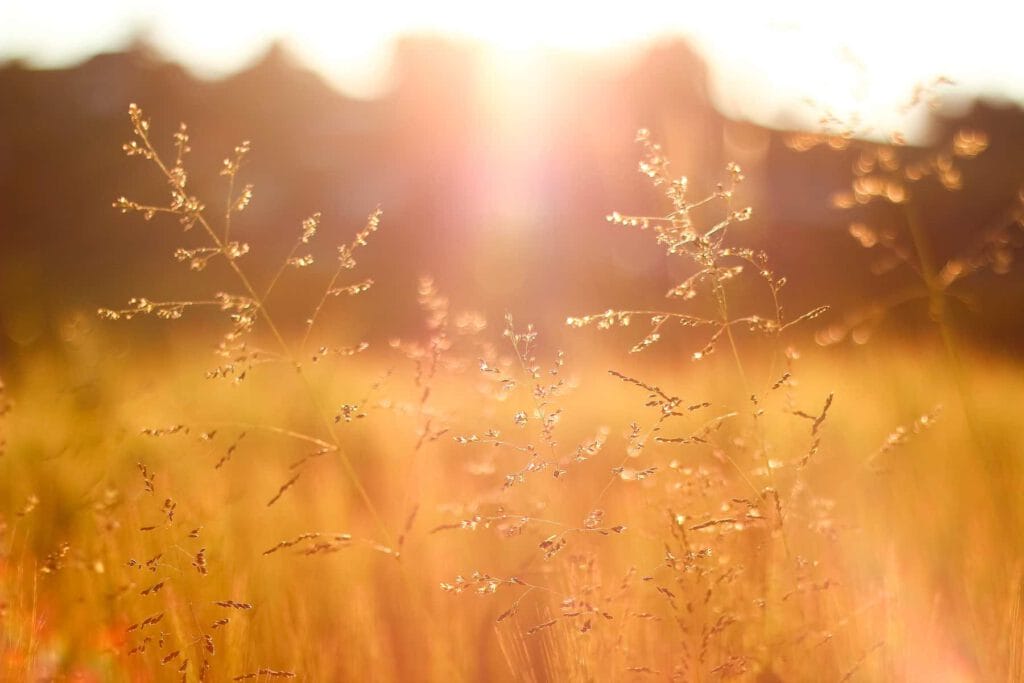 Das Licht macht das Naturfotomotiv zu etwas ganz besonderem.