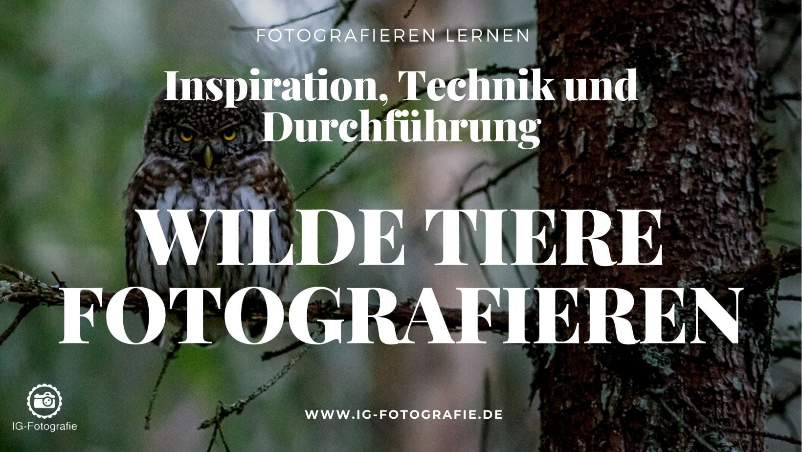 Wilde Tiere Fotografieren: Inspiration, Technik Und Durchführung ...