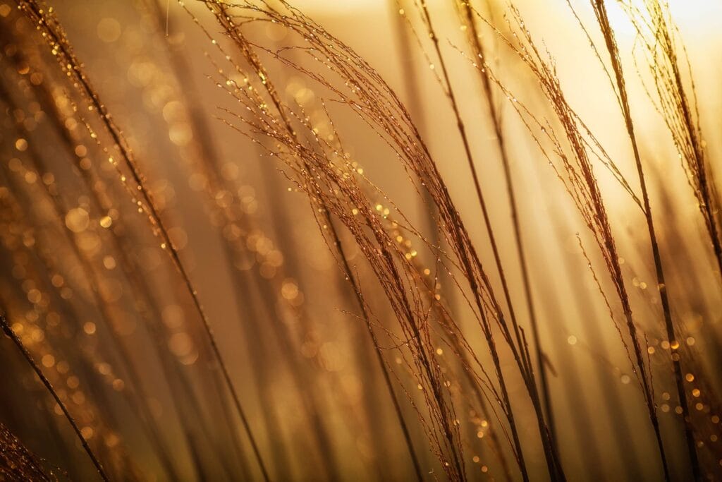 Die Sonne färbt alles golden zur Goldenen Stunde in der Fotografie. Foto: Johnny McClung/unsplash