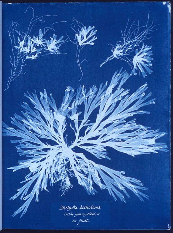 Foto: Dictyota dichotoma von Anna Atkins / Courtesy of The New York Public Library www.nypl.org