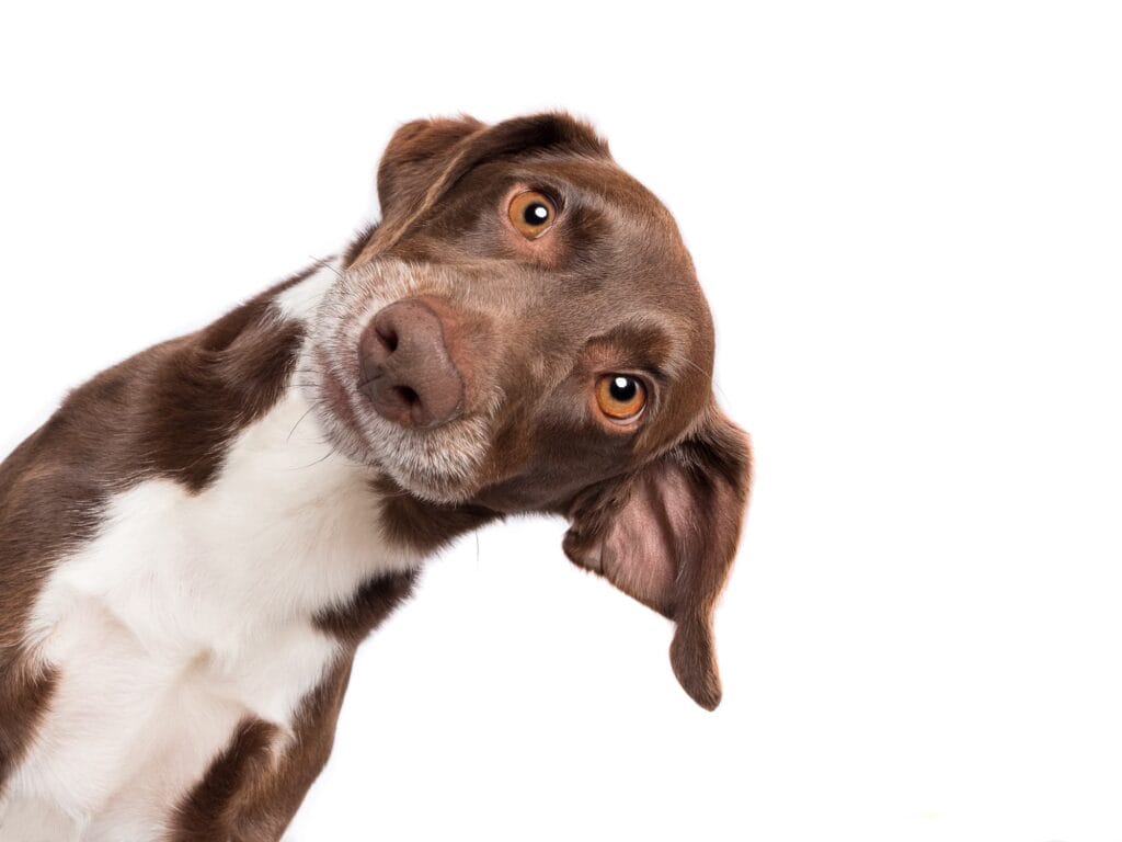 Hundefotografie Tipps und Tricks - Foto Elke Vogelsang