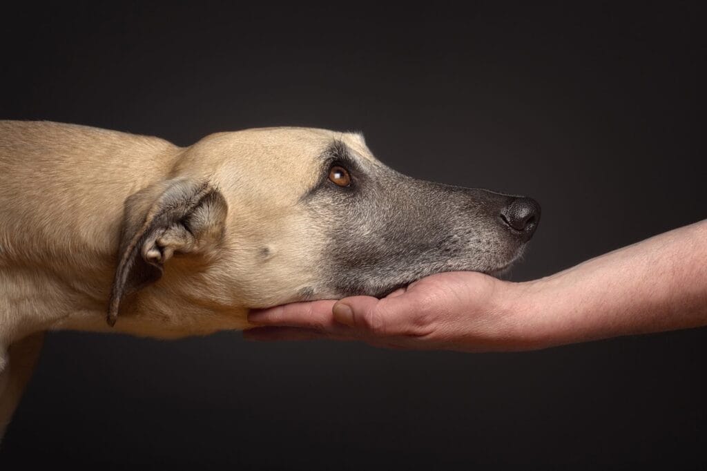 Hundefotografie - Devotion: 
"Ein bisschen Mensch darf dann auch mal zu sehen sein."
Foto/Copyright: Elke Vogelsang
