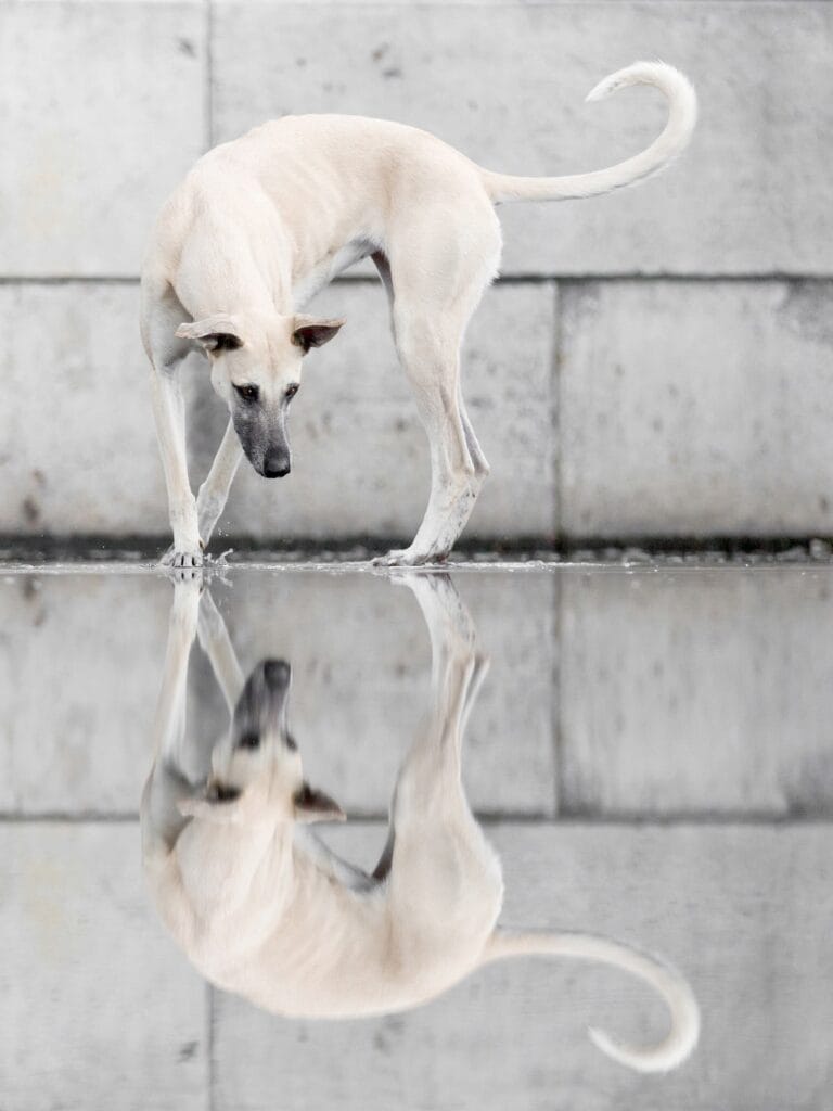 Harbor Reflections: 
"Eines meiner Lieblingsbilder, weil es auch sowas wie einen Bildaufbau hat."
Foto/Copyright: Elke Vogelsang/Hundefotografie