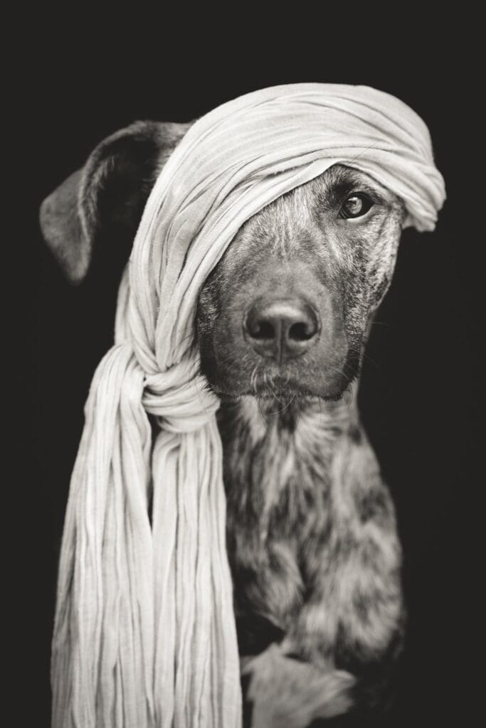 Hundefotografie in Schwarzweiss - Foto Elke Vogelsang