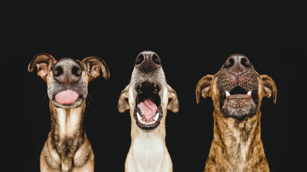 Hundefotografie Tipps: Nice Nosing You - 
"Mit dieser Reihe an Nahaufnahmen von Hunden beim Schnappen, Kauen, Lecken fing alles an. Es war eine Serie, die ein bisschen anders war als die damals üblichen Studioportraits." 
Foto/Copyright: Elke Vogelsang