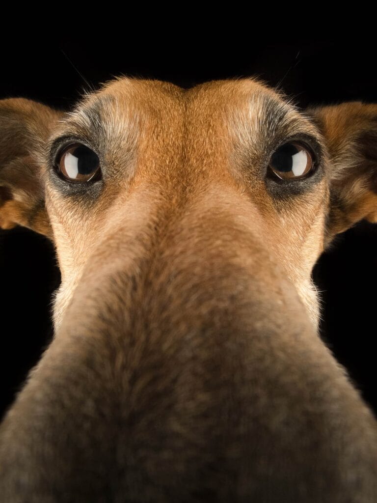 Hundefotografie Tipps - Nose Cam: 
"Albern und verzerrt find ich immer gut."
Foto/Copyright: Elke Vogelsang/Hundefotografie