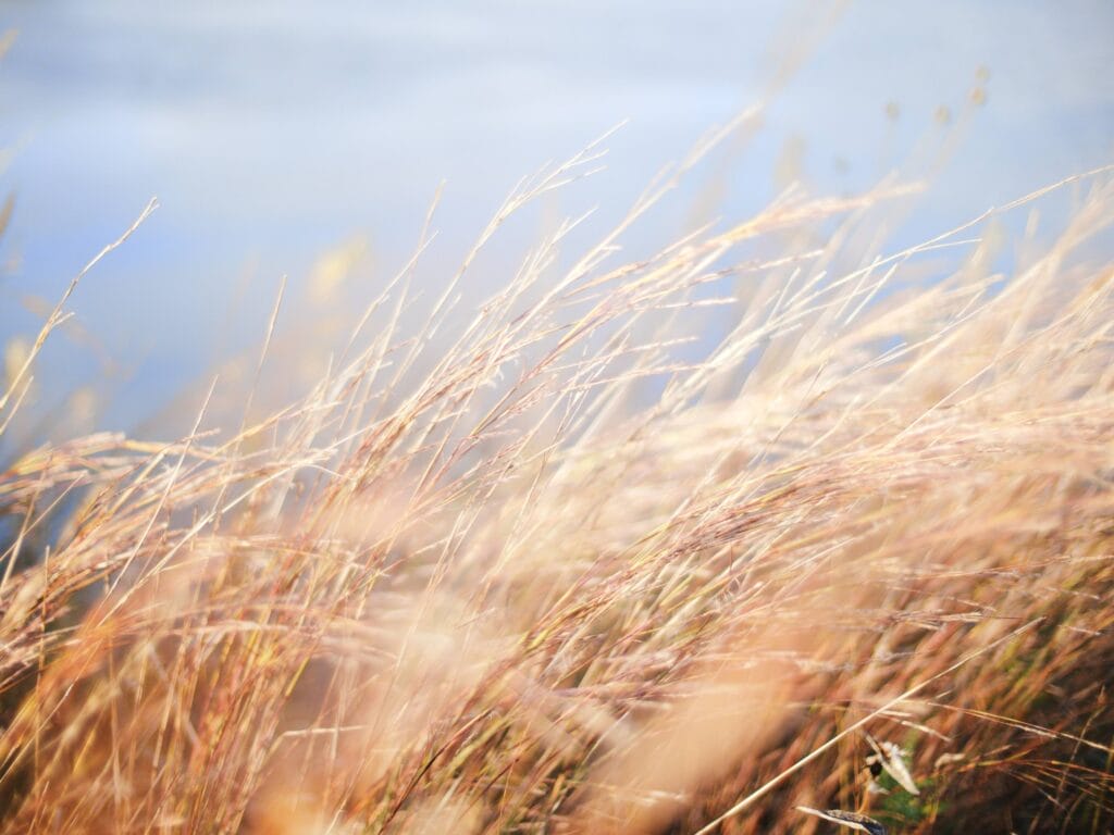 Tipps zum Blumen und Pflanzen fotografieren