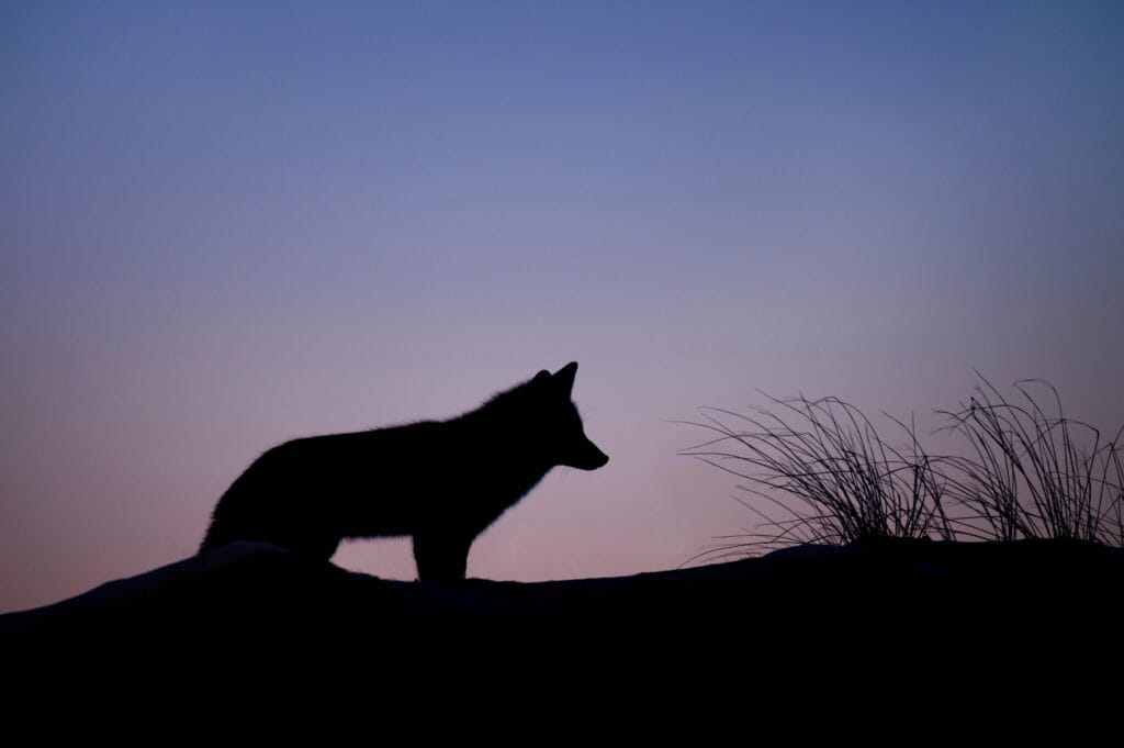 Der Silhouetten Foto-Effekt wirkt bei Tieren sehr gut