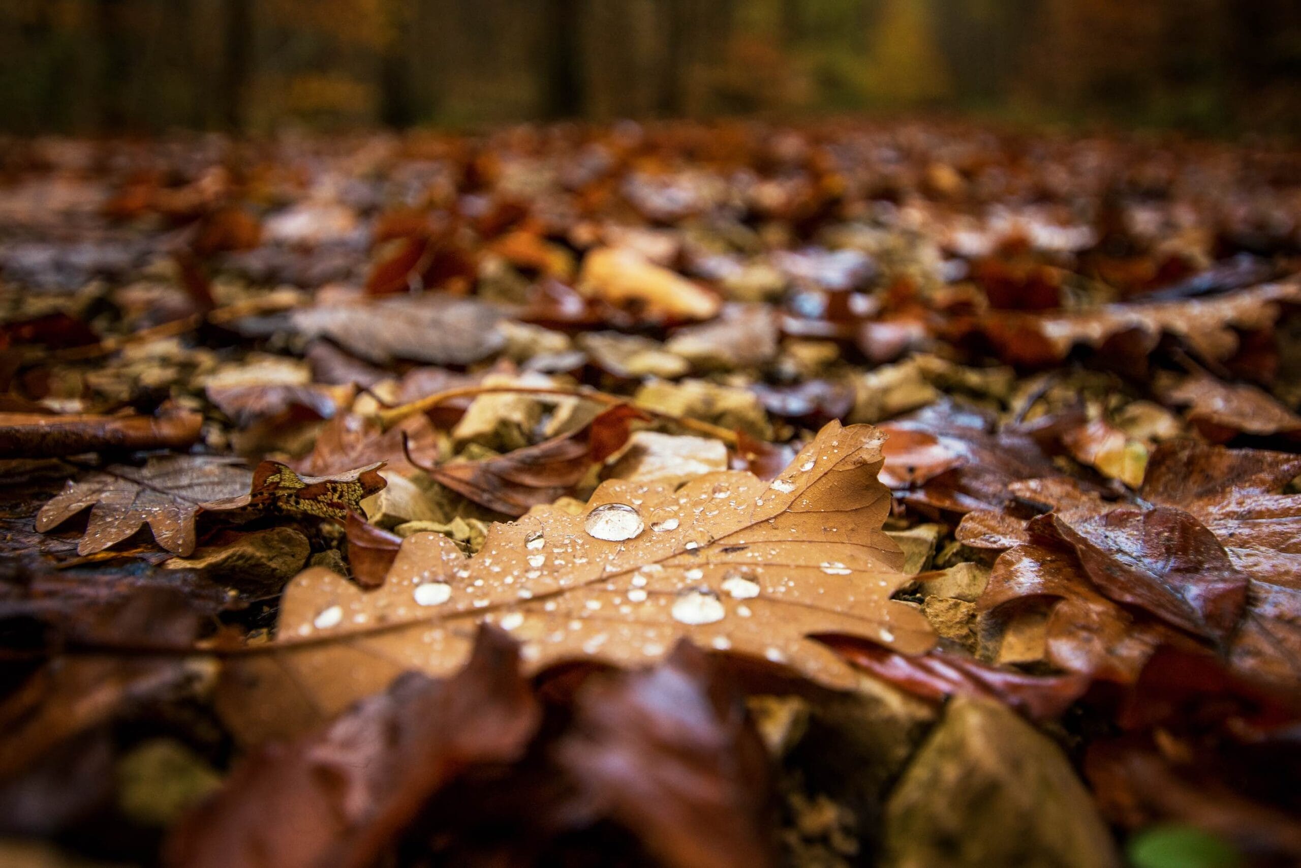 Herbst Regen liefern schöne Fotoideen - Foto: Oliver Hihn/unsplash