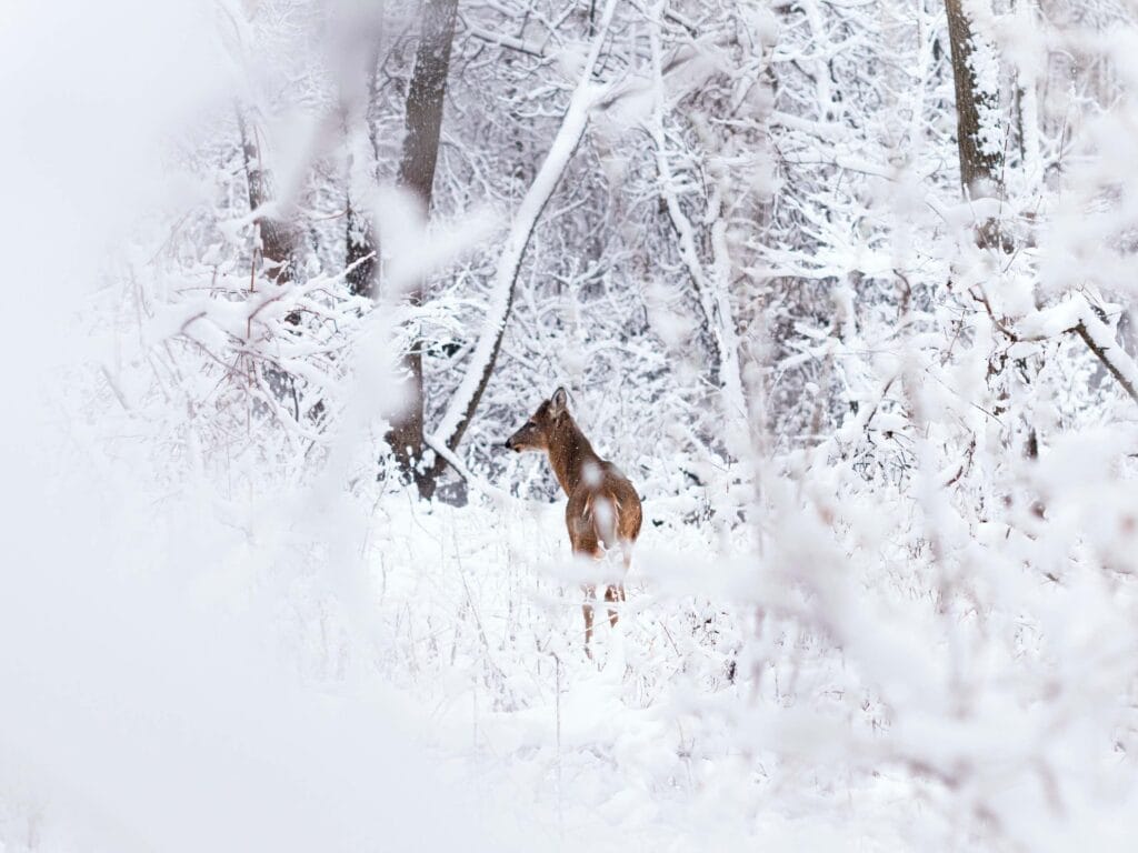 Tiere im Winter fotografieren - Foto: Aaron Huber