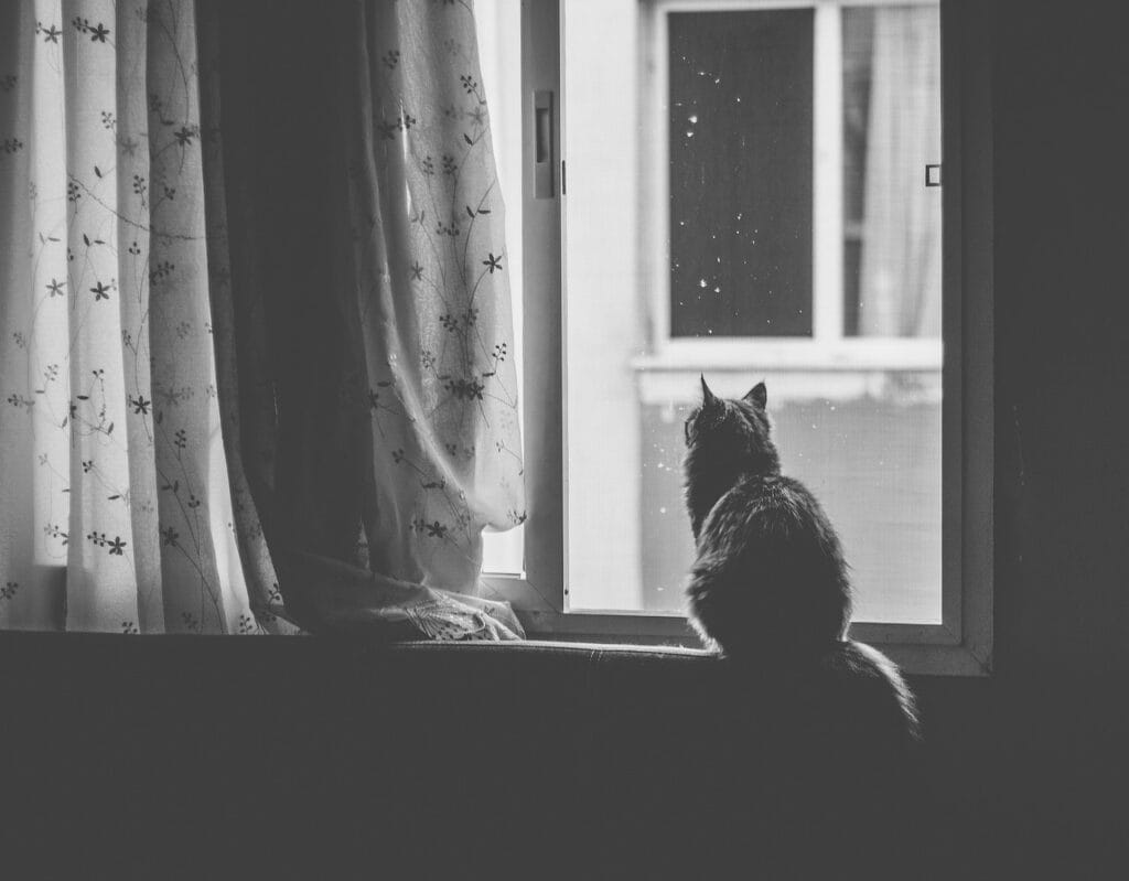 cat, pet, window, black and white, animal, nature, window sill, curtain